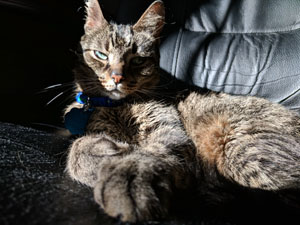 A domestic tabby cat